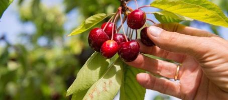 les limites du cherry picking dans le transport